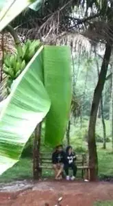 Momen Romantis Sejoli Di Area Perkebunan backdrop